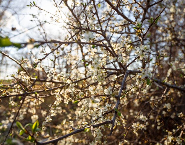 Branches of a flowering wild tree at sunset in Greece