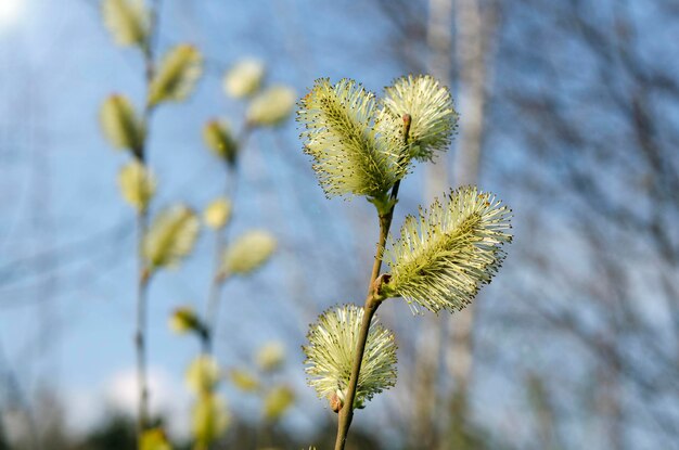 Branches of flowering willow in spring closeup