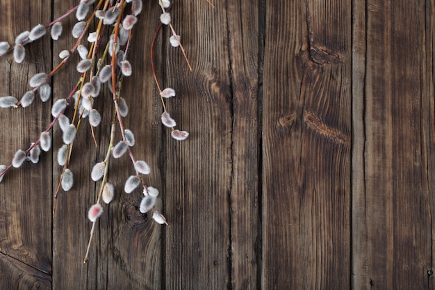 Branches of flowering willow on wood background