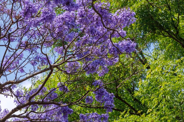 背景に青い空とジャカランダスの枝と花