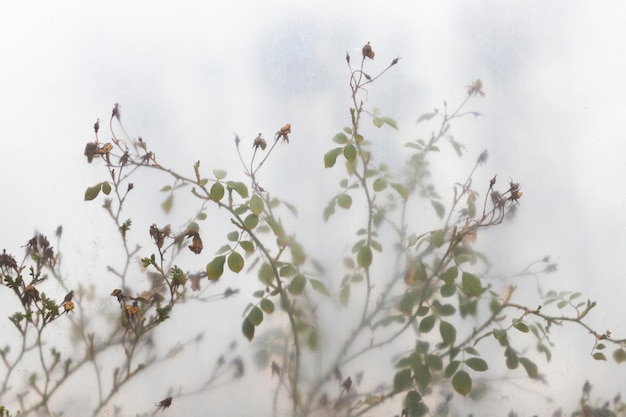 branches in the fog