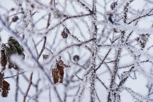 Branches in frost in a cold winter day Feeling