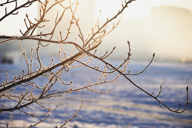서리의 가지 추운 겨울 안개가 자욱한 날 안개에 가려진 태양