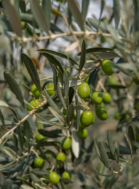 Branches and fruits of an olive tree on a sunny day in Greece