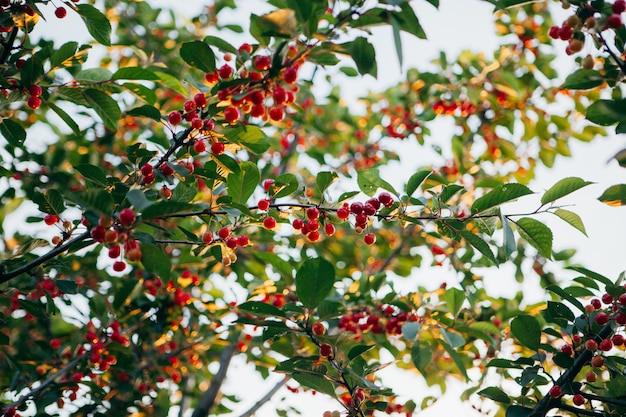 Branches full of small growing cherries