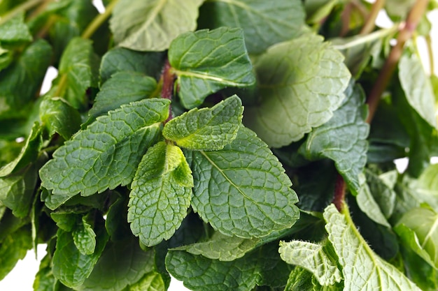 Rami di menta da giardino su sfondo bianco. isolato.