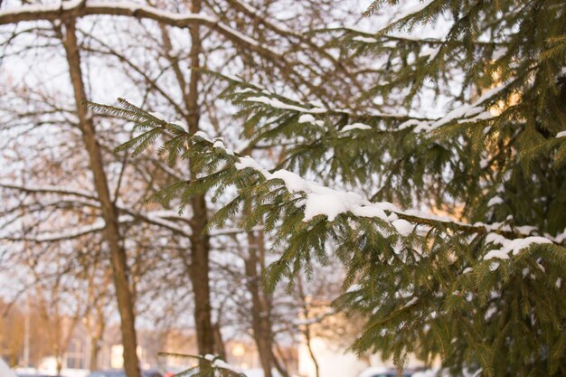 Branches of green spruce in snow in sun