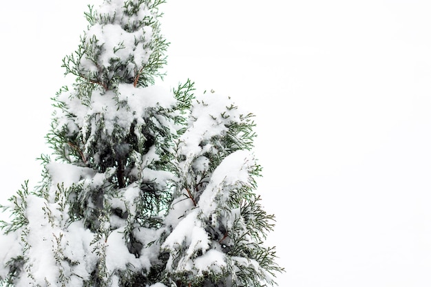 Photo branches of a green spruce in the snow