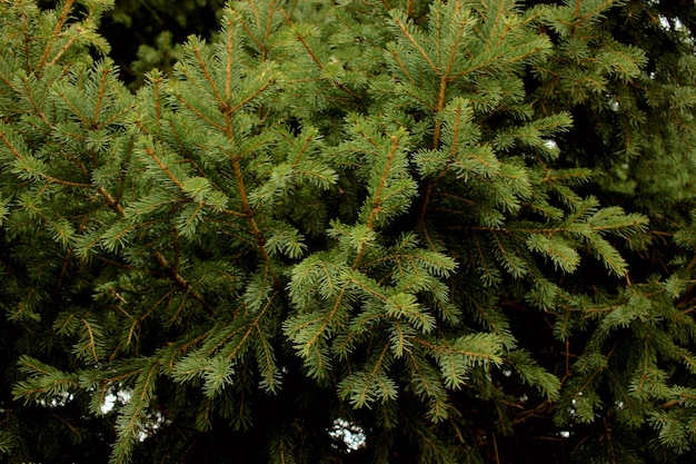 Branches of a green spruce