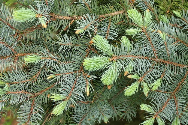 Branches of green spruce.