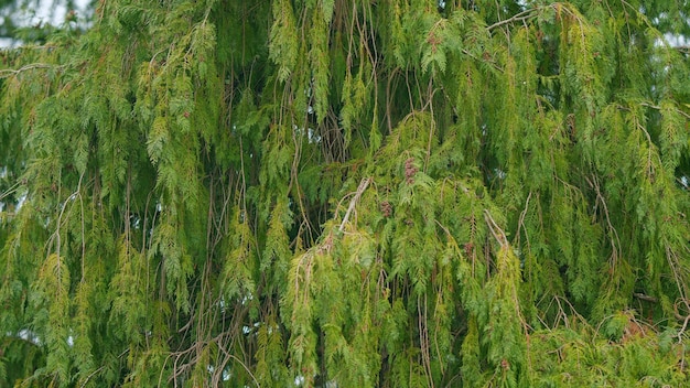 緑のトゥーヤの枝 自然の植物 トゥーヤ・プリカタ