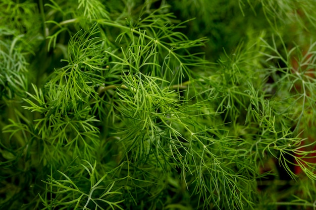 Branches of growing fresh dill closeup