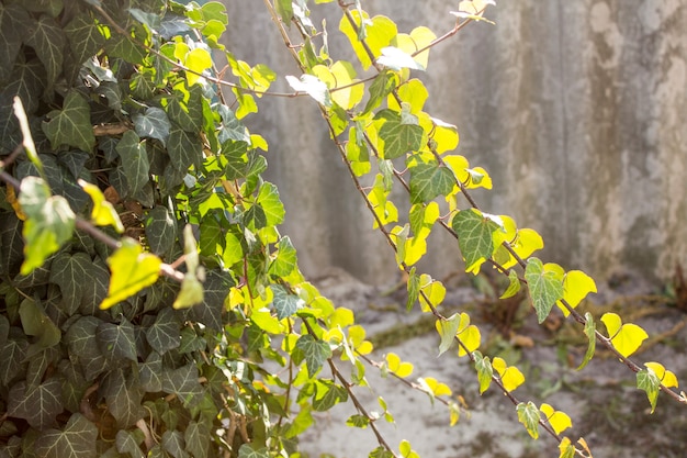 The branches of ivy