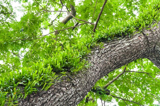 Ветки большого дерева, покрытые папоротниками и паразитическим мхом
