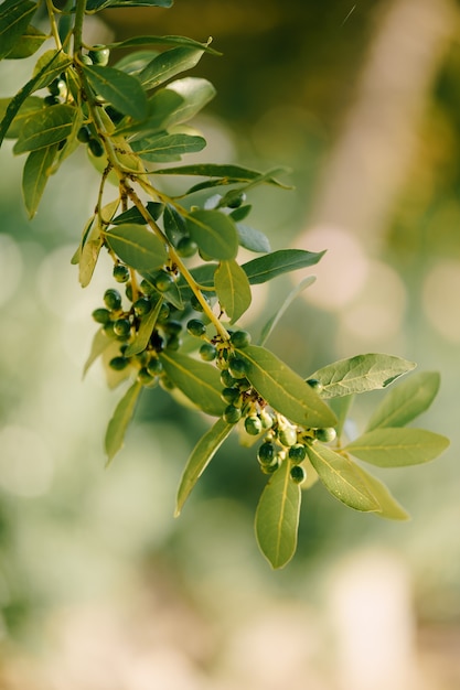 Branches leaves and berries bay leaf on the tree