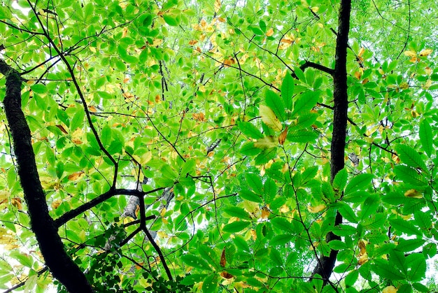 Branches and leaves of a chestnut tree Castanea sativa