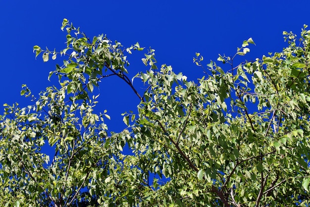 유럽 쐐기풀 나무 Celtis australis의 가지와 잎