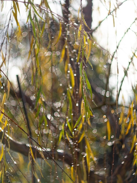 Branches and leaves of the tree weeping Willow Salix babylonica with raindrops on a Sunny day