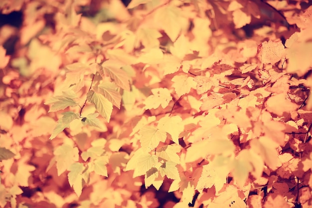 branches leaves yellow background / abstract seasonal background falling leaves beautiful photo