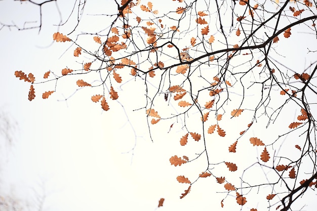 branches leaves yellow background / abstract seasonal background falling leaves beautiful photo