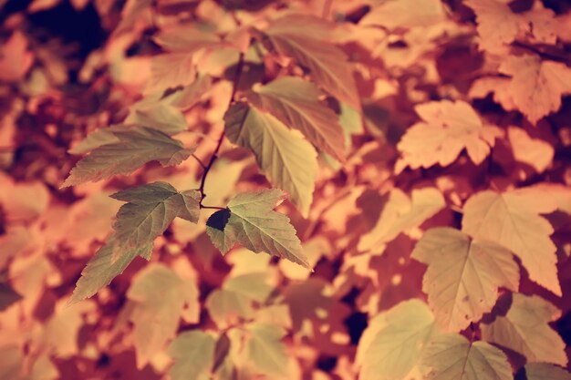 Branches leaves yellow background / abstract seasonal background falling leaves beautiful photo