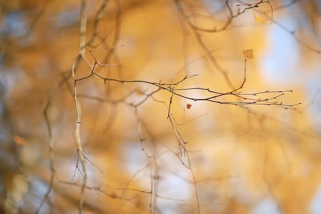 branches leaves yellow background / abstract seasonal background falling leaves beautiful photo