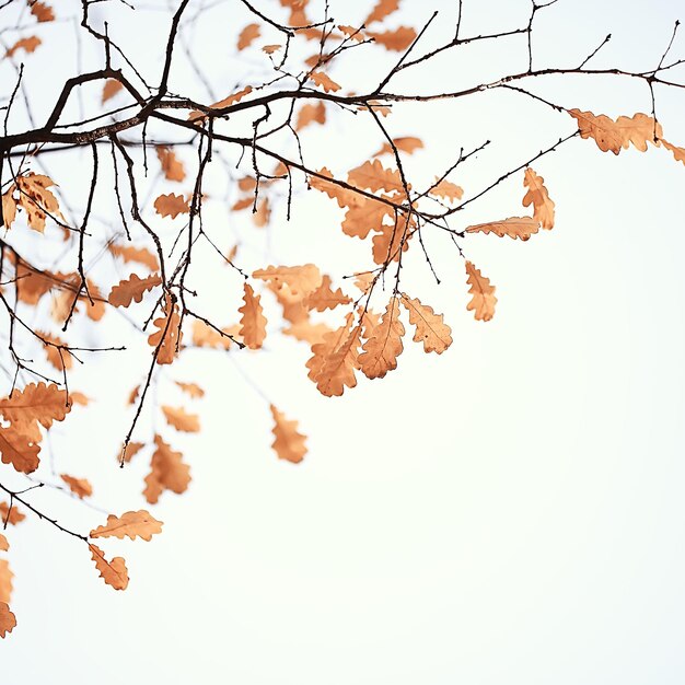 branches leaves yellow background / abstract seasonal background falling leaves beautiful photo