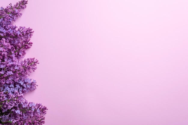 Branches of lilac on pink background White and purple lilac Romantic spring mood Top view Copy for your text Image