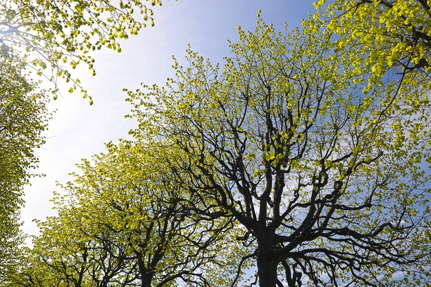 branches of lime trees with blooming foliage