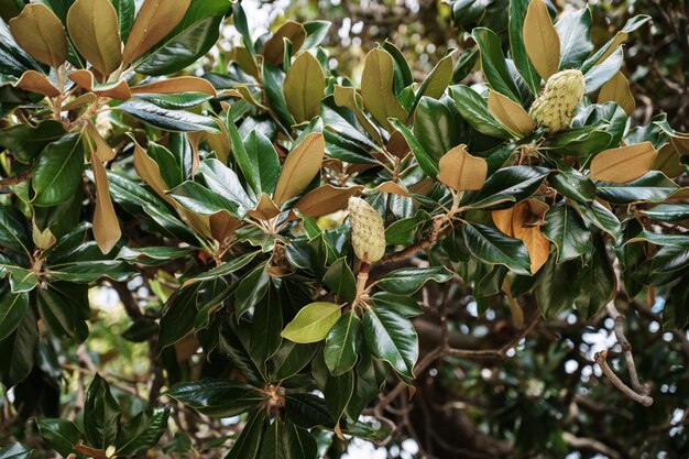 Photo branches of the magnolia grandiflora tree with fruits on the sky background selective focus