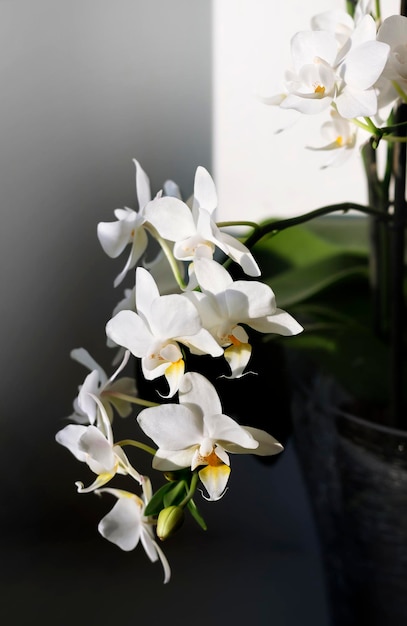 Photo branches of mini orchid with small white flowers in pot