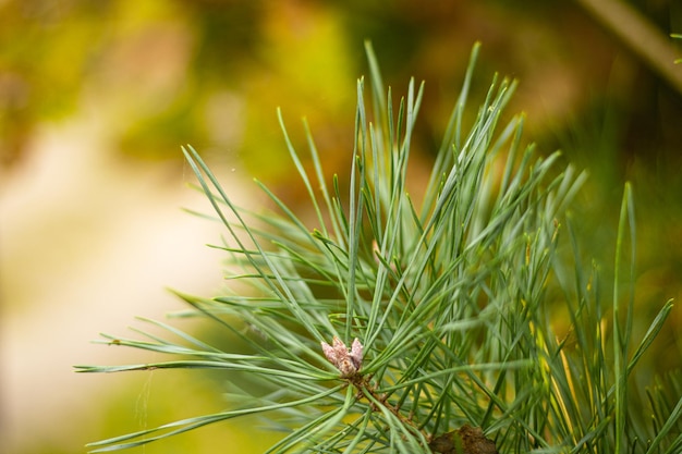 Branches of needles photographed in the park