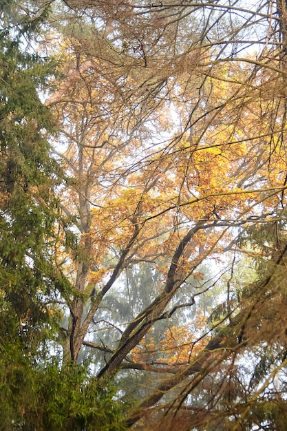 Branches of oak with yellow foliage in the autumn park or forest, nature in october foggy morning