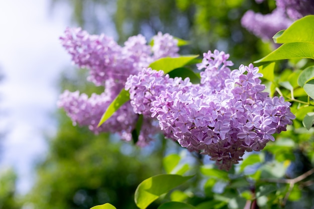 写真 美しい花のライラックの枝。晴れた春の日に、ライラックの茂みが庭に咲きました。紫色のライラックの茂み