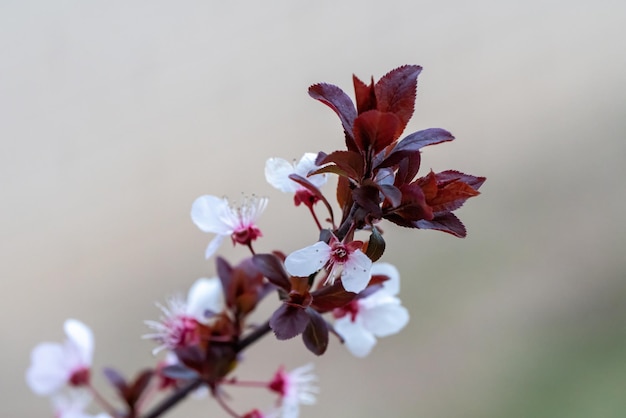 写真 春に白い花と黒い葉が咲くアーモンドの木の枝