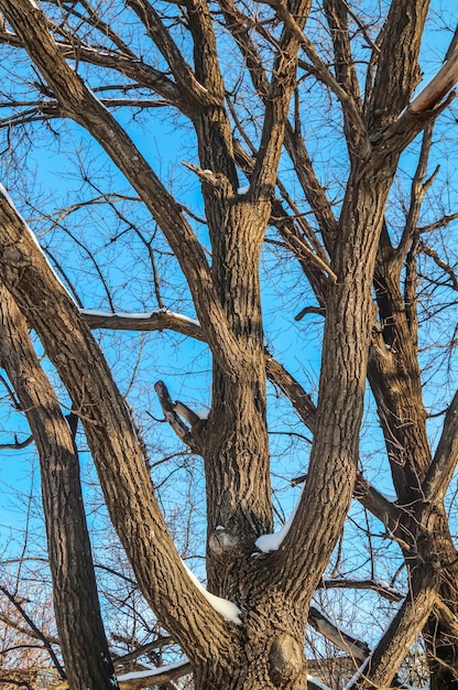 Branches of an old oak tree in nature in winter against the sky