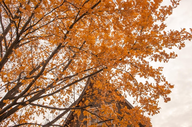 Branches of an old oak with yellow leaves above the roof of a traditional rural country house