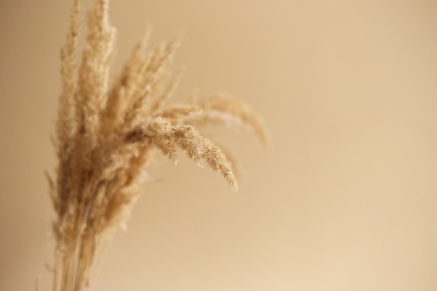 Branches of pampas grass in vase on beige background interior decoration copy space