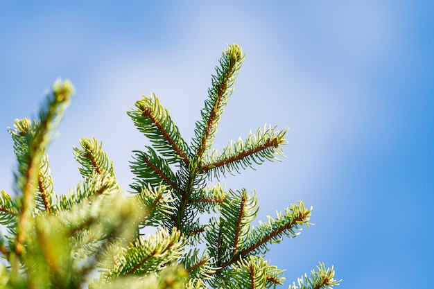 Branches of pine tree with prickly needles. Christmas fir tree on background of blue sky with white clouds. Focus foreground