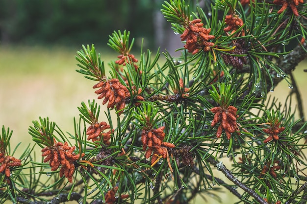 Branches of a pine tree with young red cones closeup Green spruce with a drops of water after rain in summer Beautiful nature wallpaper spring forest