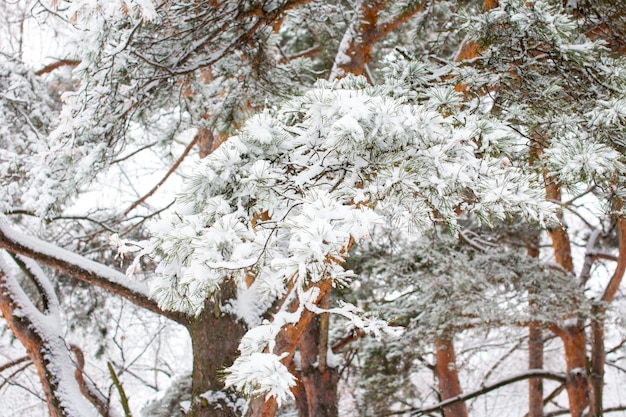 Branches of pine trees in white snow Winter park is covered with snow