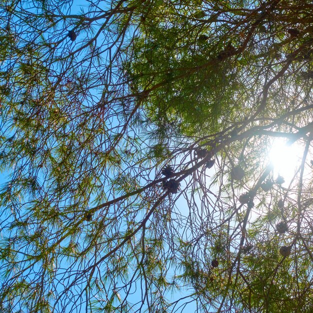 Branches of pine with cones against the blue sky with sun