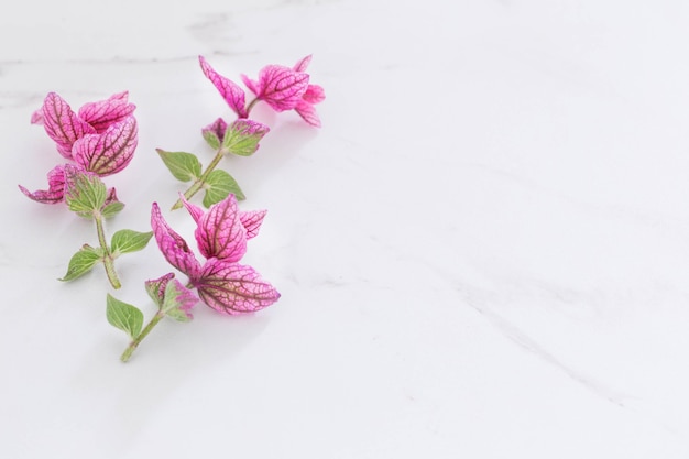 Branches of pink decorative sage on white marble background