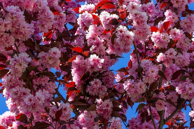 Branches of pink sakura against the blue sky