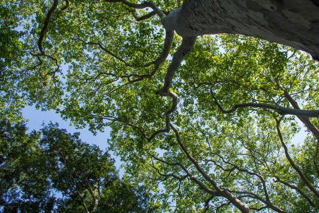 Branches of plane trees in the city Park