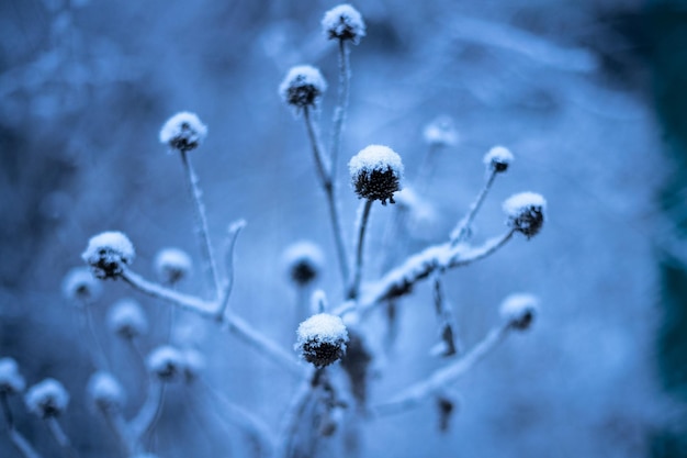 Branches of plants in winter in hoarfrost and snow soft focus