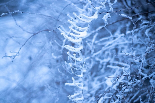 霜と雪のソフトフォーカスの冬の植物の枝