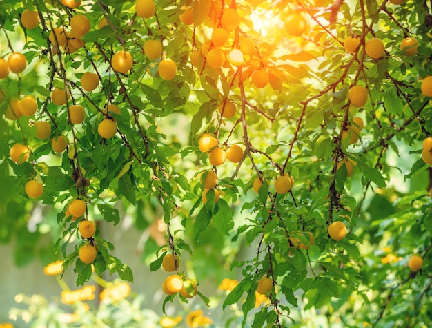 Rami di prugne con prugne gialle mature nel frutteto natura sfondo