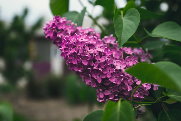 Branches of purple lilac against the sky.