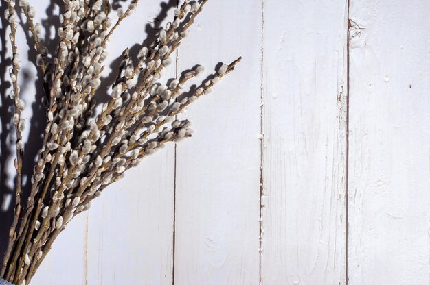 Photo branches of the pussy willow on white background